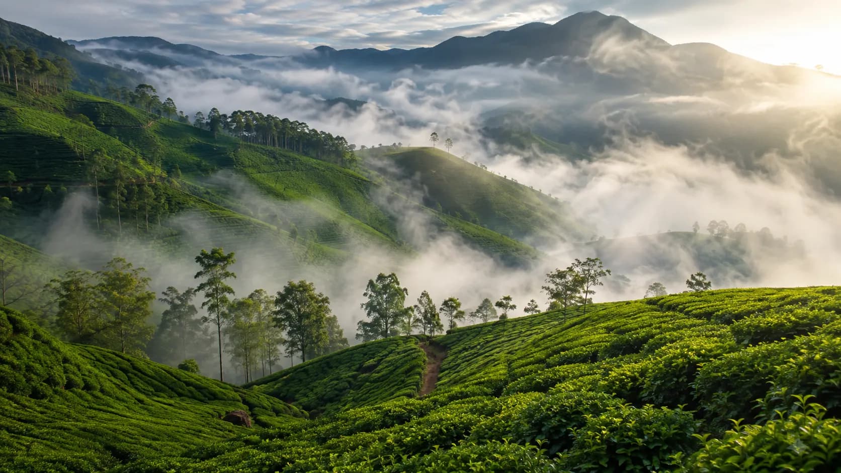 Misty mountain peaks and terraced Pedro Estate tea plantations in Nuwara Eliya, the highest tea growing region in Sri Lanka